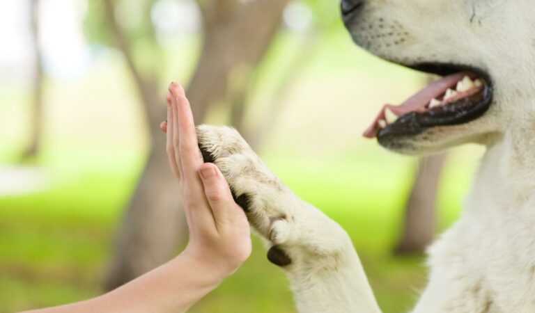 How to Find Good Canine Training Programs In Orlando