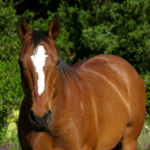 Cushing’s Disease in Horses