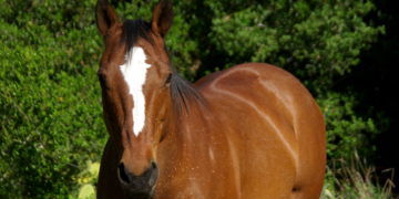 Cushing’s Disease in Horses