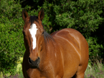 Cushing’s Disease in Horses