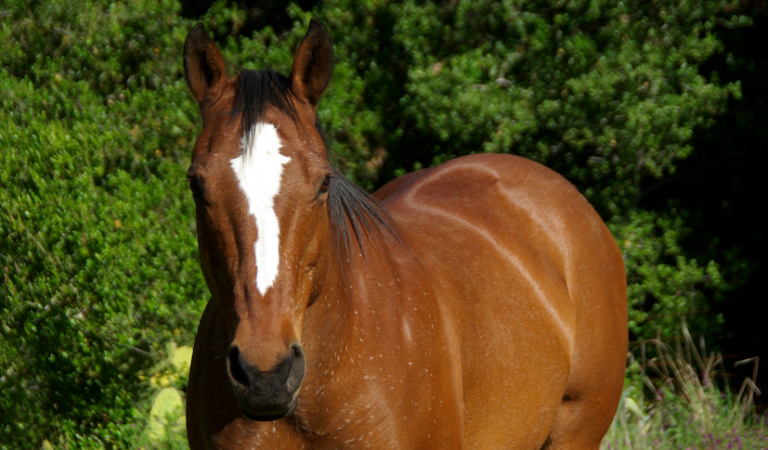 Cushing’s Disease in Horses: Separating Myths from Facts