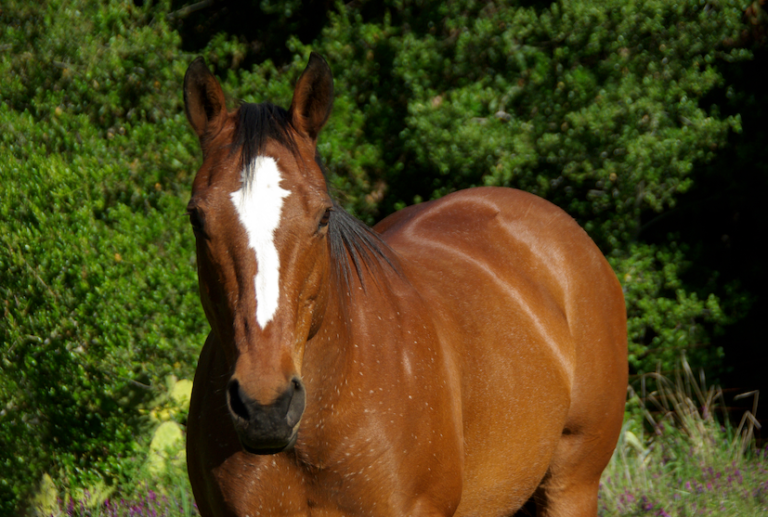 Cushing’s Disease in Horses