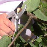 Ratchet Pruning Shears