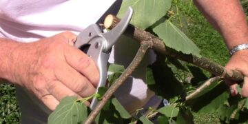 Ratchet Pruning Shears