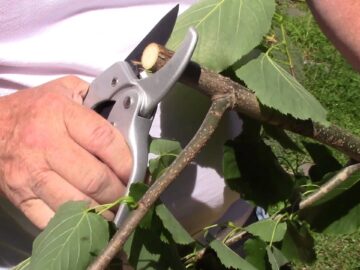 Ratchet Pruning Shears