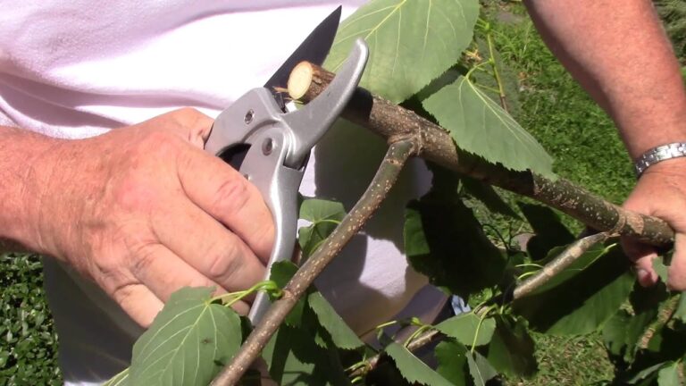 Ratchet Pruning Shears