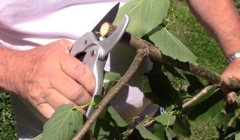 Why Every Gardener Needs Ratchet Pruning Shears for Easy Trimming