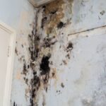 Ignoring Mold