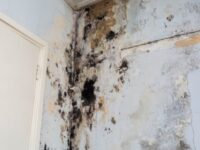 Ignoring Mold